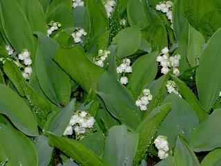 muguet̎ʐ^